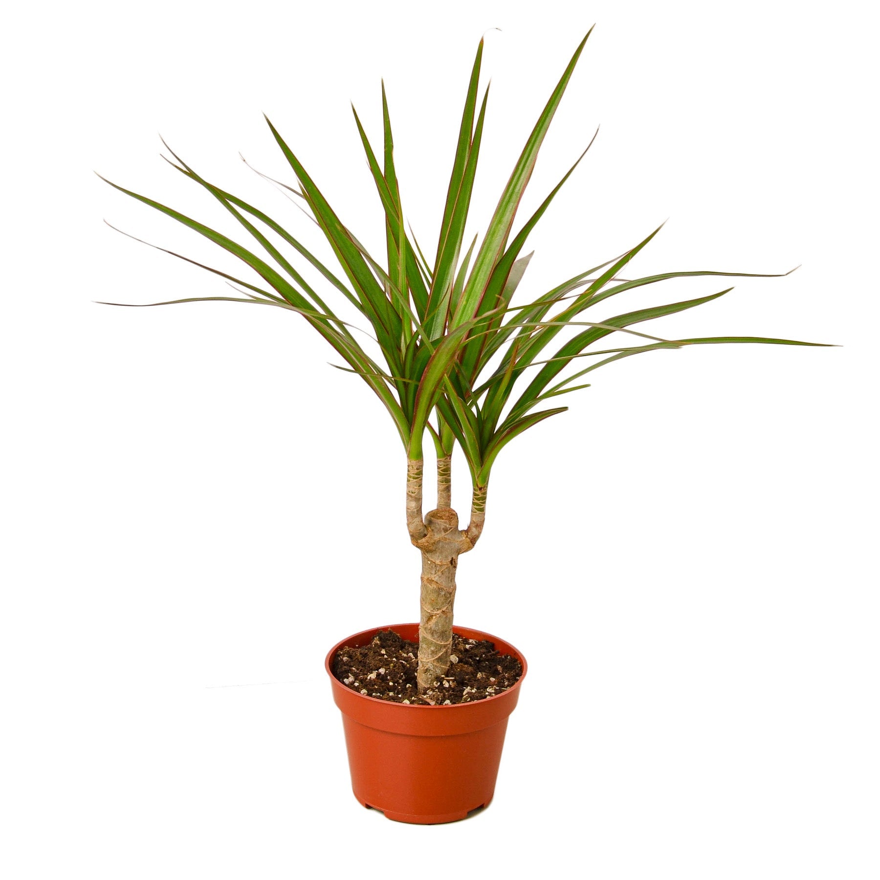 live dracaena The Snobby Leaf | Dracaena Marginata Cane - 4 inch Pot