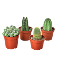 4 Cacti Variety Pack - 4.0" Pot