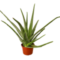 Aloe Vera - 6" Pot - NURSERY POT ONLY