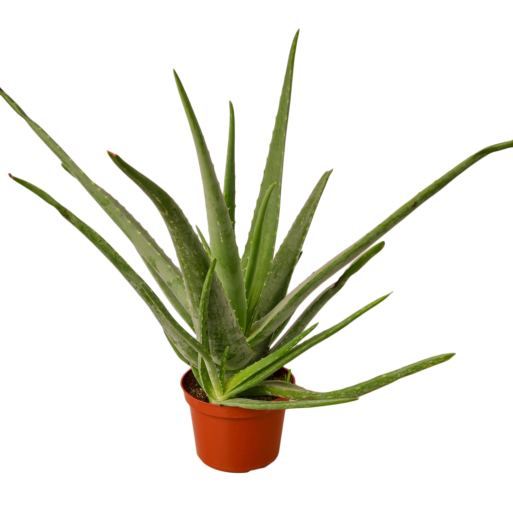 Aloe Vera - 6" Pot - NURSERY POT ONLY