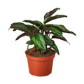 Calathea 'Beauty Star' - 6" Pot - NURSERY POT ONLY