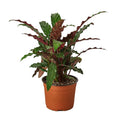 Calathea Rufibarba 'Furry Feather' - 6" Pot - NURSERY POT ONLY