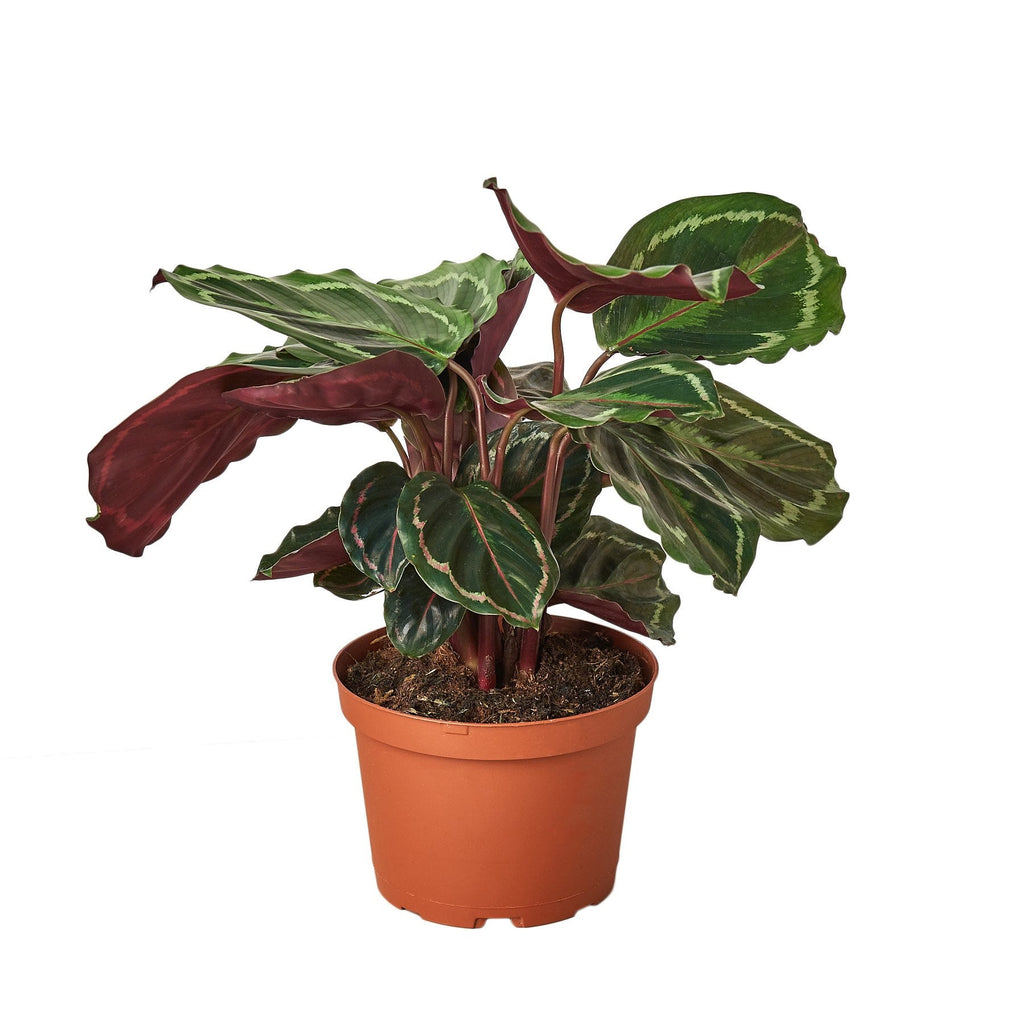 prayer plant medallion Calathea Roseopicta Medallion