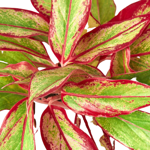 Chinese Evergreen - Aglaonema - 'Red Siam'