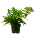 'Autumn' Fern - 6" Pot - NURSERY POT ONLY