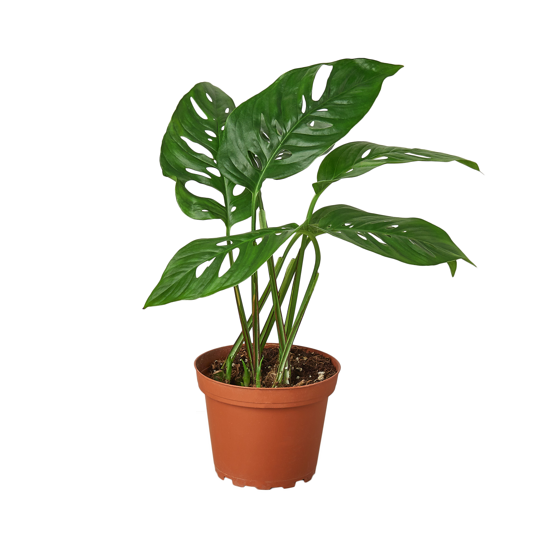 Monstera Adansonii 'Swiss Cheese' - 6" Pot - NURSERY POT ONLY