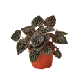 Peperomia 'Ripple Red' - 4" Pot - NURSERY POT ONLY