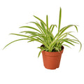 Spider Plant Reverse - 4" Pot - NURSERY POT ONLY