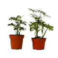 2 Different Schefflera Plants Variety Pack - 4" Pot