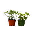 2 English Ivy Variety Pack - 4" Pot