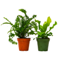 2 Fern Variety Pack - 4" Pot