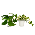 2 Pothos Variety Pack - 4" Pot