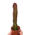 Succulent Euphorbia 'Trigona Rubra'