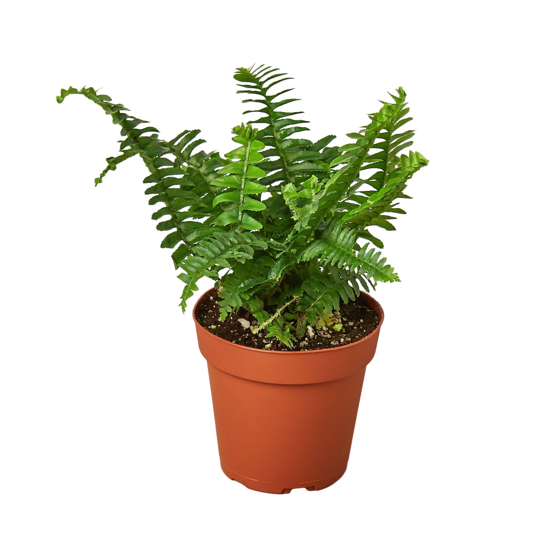 Blackwater Lotus Co. Jester's Crown Fern