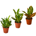 3 Croton Variety Pack / 4" Pot / Live Plant / House Plant