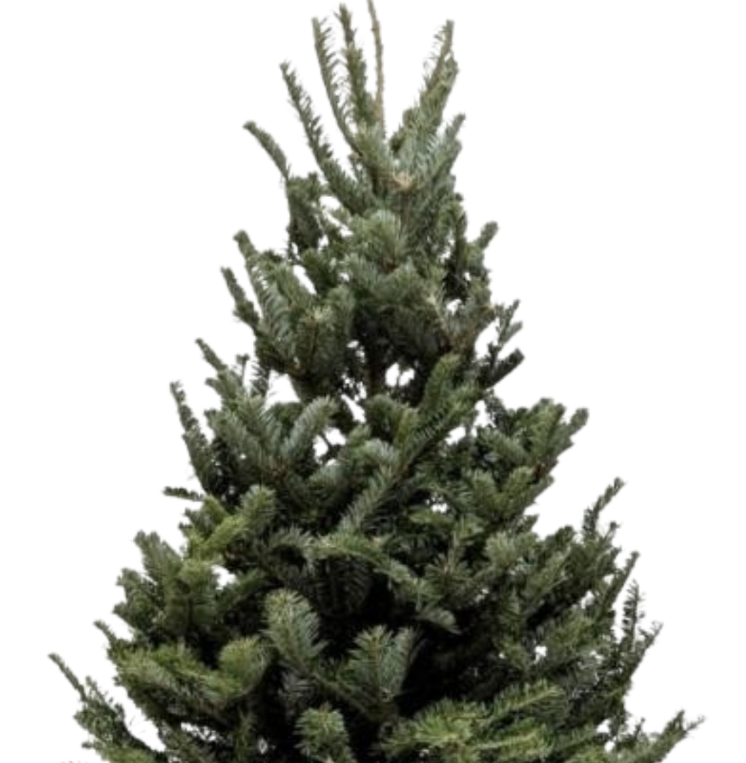 3'-4' Fraser Fir Christmas Tree with Stand