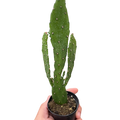 Drooping Prickly Pear Cactus