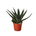 Succulent Haworthia Limifolia