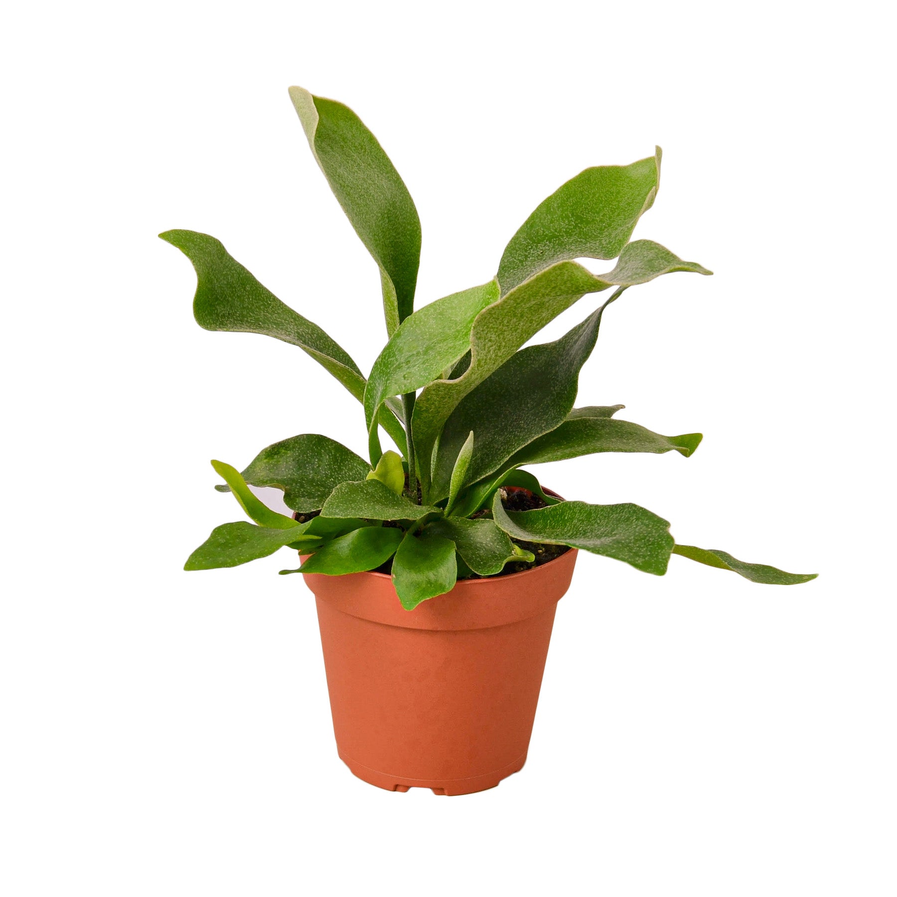 Staghorn Fern - 4" Pot - NURSERY POT ONLY
