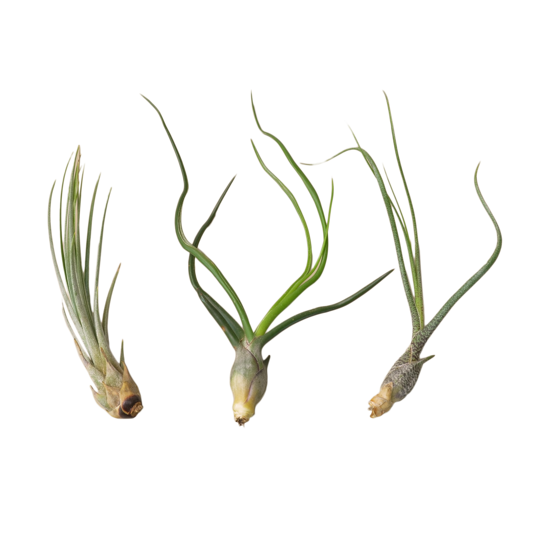 Air Plant Monthly Subscription Box