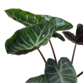 Alocasia 'Ebony'