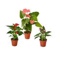 3 Anthurium Variety Pack- All Different Colors - 4" Pots