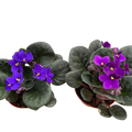African Violet