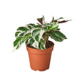 Calathea 'White Fusion' - 4" Pot - NURSERY POT ONLY