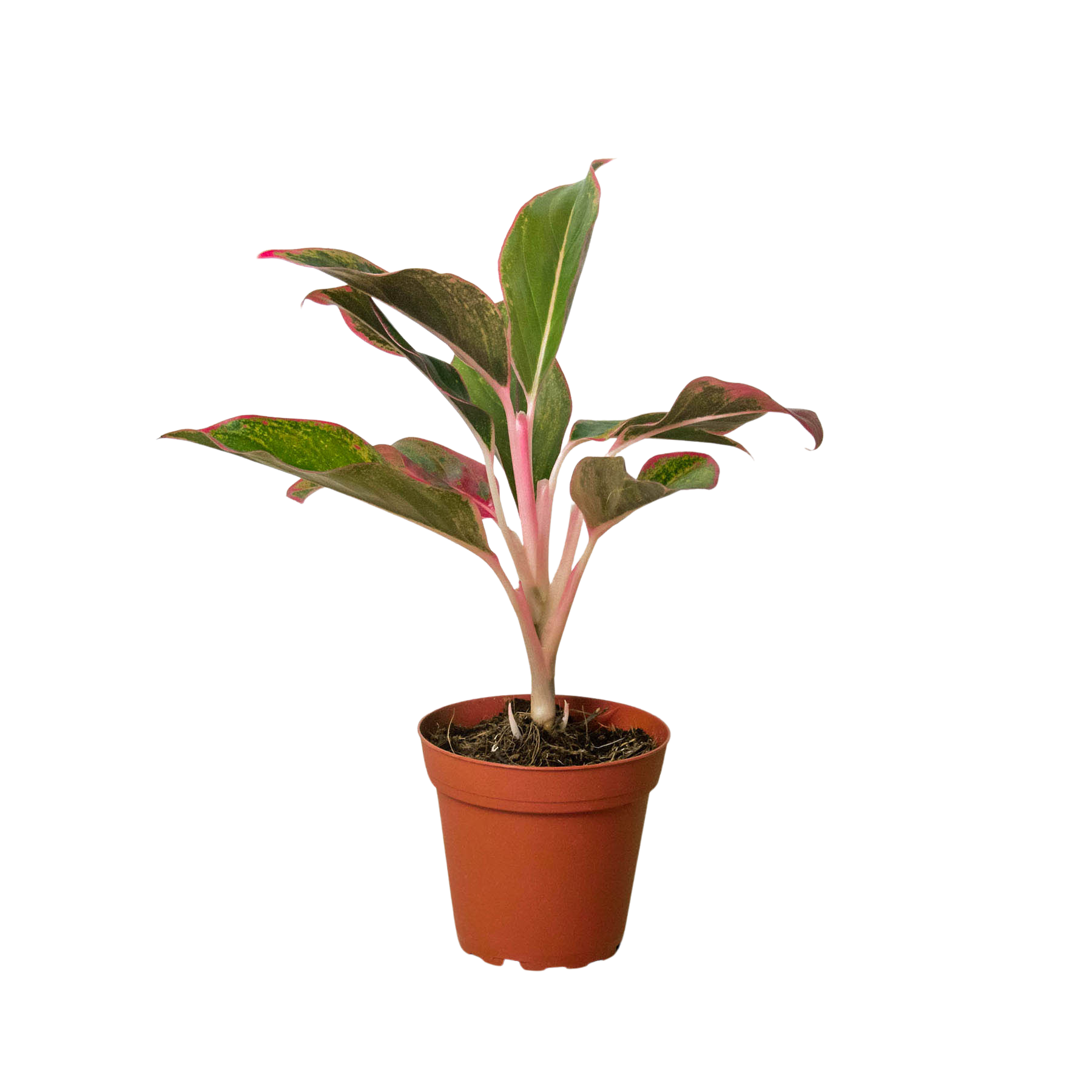 Chinese Evergreen - Aglaonema - 'Red Siam'