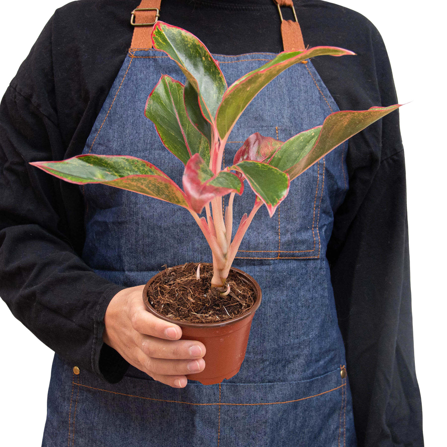 Chinese Evergreen - Aglaonema - 'Red Siam'
