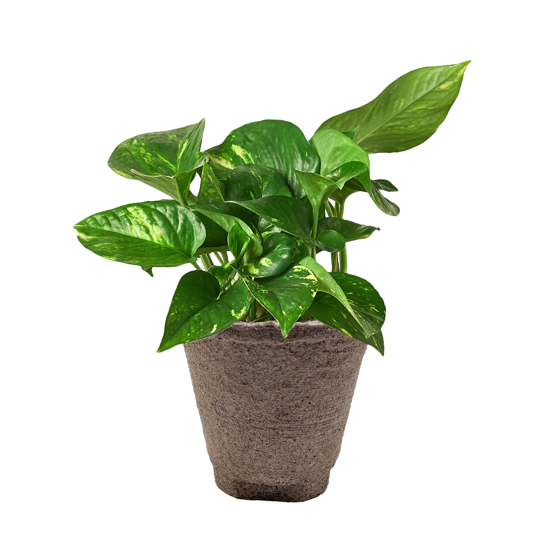 Pothos 'Golden'