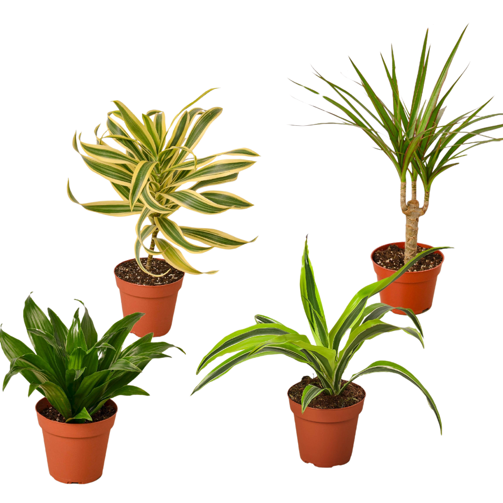 4 Different Dracaenas Variety Pack - Live House Plant - 4" Pot