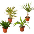 4 Different Dracaenas Variety Pack - Live House Plant - 4" Pot