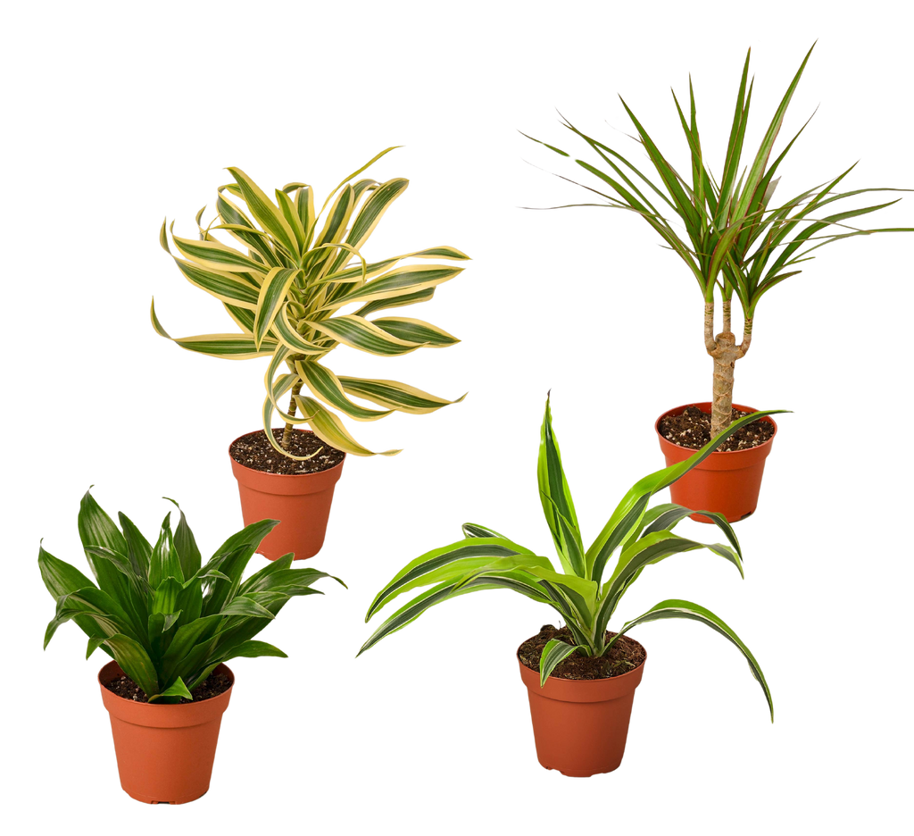 4 Different Dracaenas Variety Pack - Live House Plant - 4" Pot