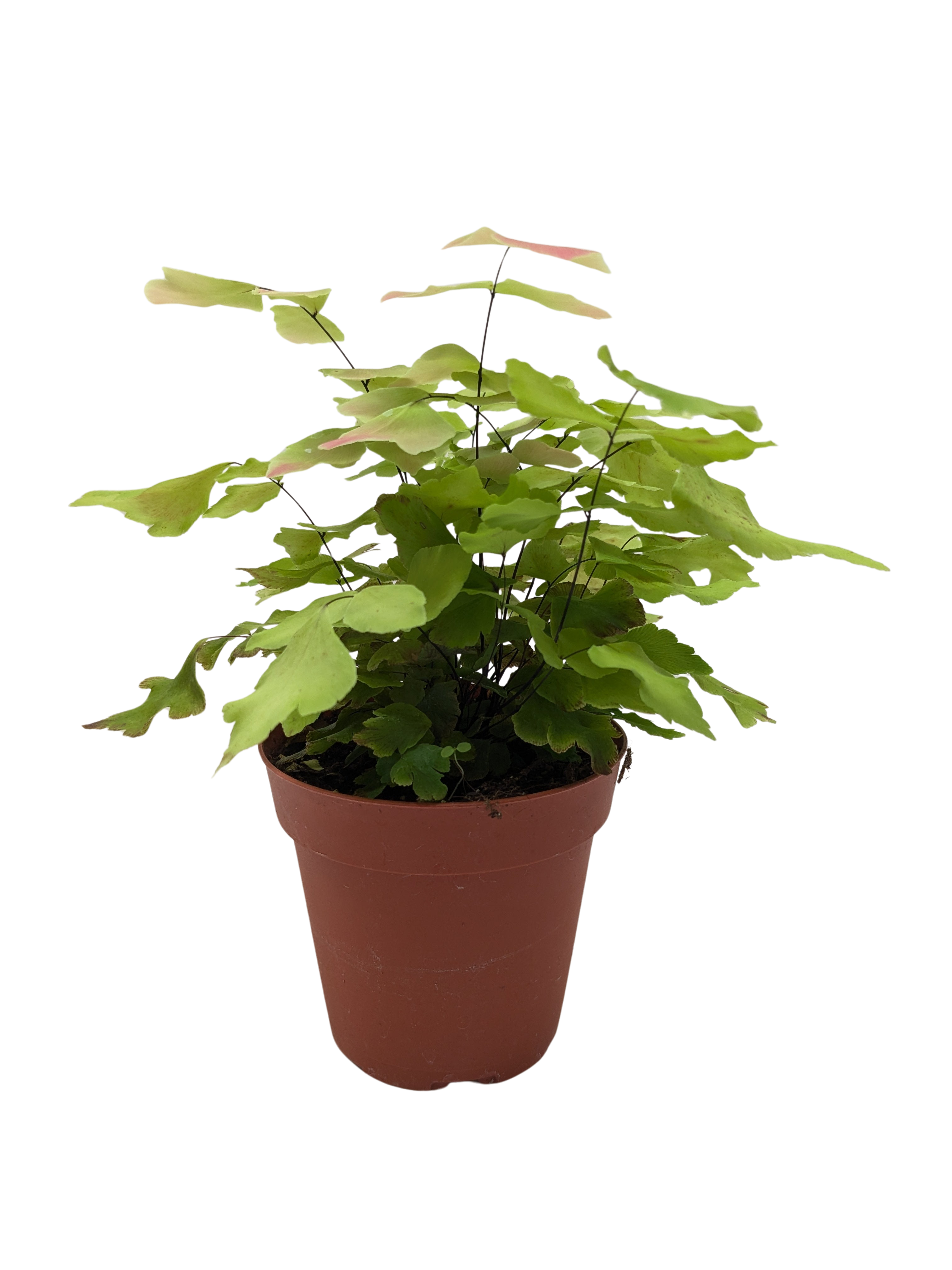 Fern Large Leaf Maidenhair