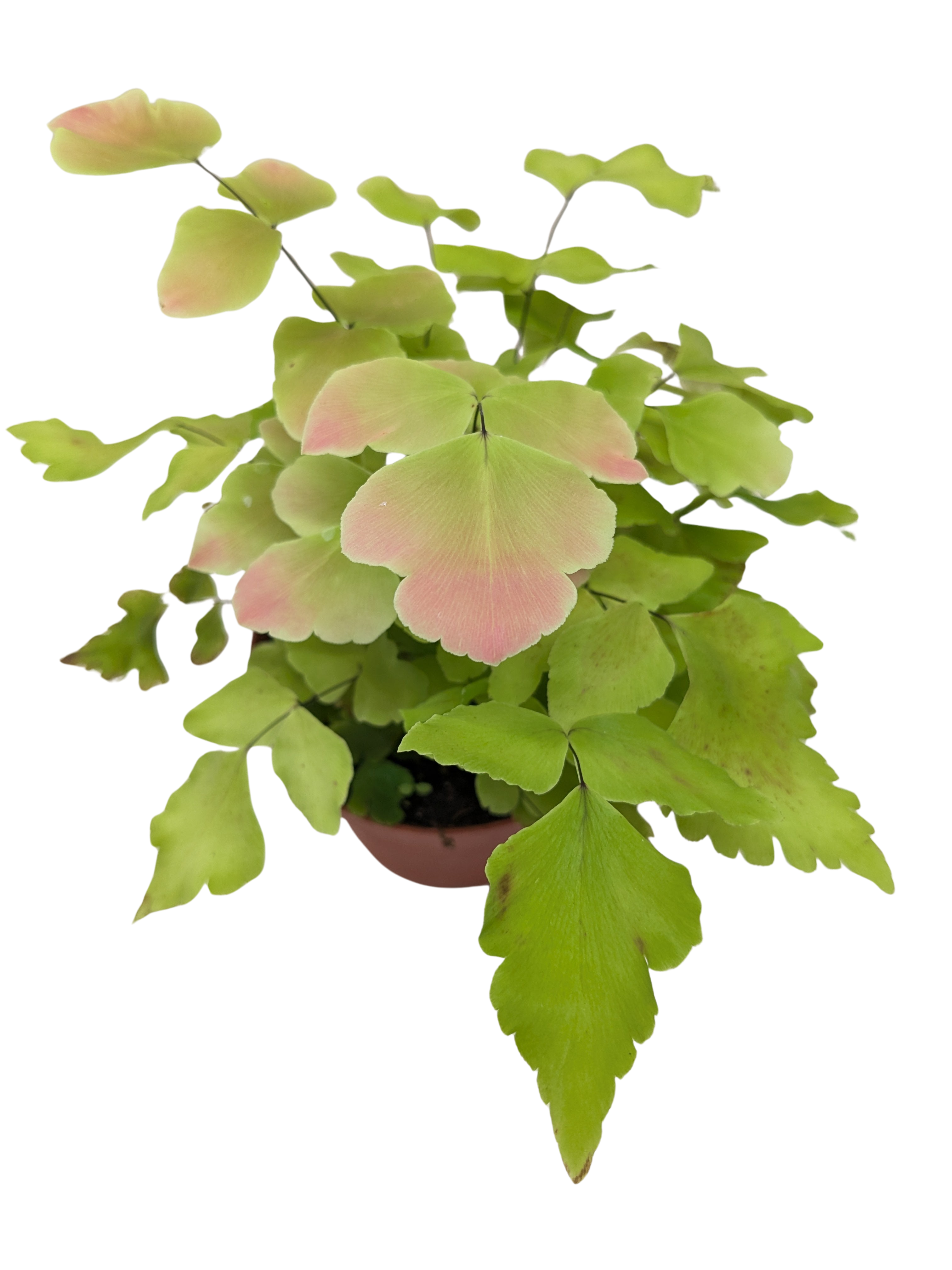 Fern Large Leaf Maidenhair