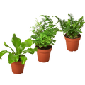 3 Fern Variety Pack - Live Plants - 4" Pot - House Plant