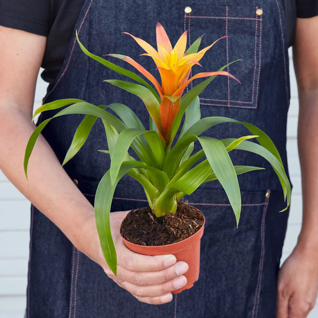 Guzmania Bromeliad 'Orange'
