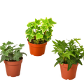 3 Different English Ivy Plants - 4" Pot - Live House Plant
