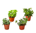 4 Different English Ivy Plants - 4" Pots - Live House Plant