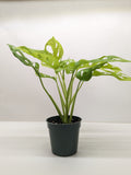 Monstera Adansonii 'Swiss Cheese Neon'