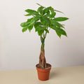 Money Tree 'Guiana Chestnut' Pachira Braid