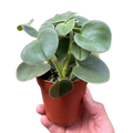 Peperomia 'Felted'