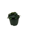 Peperomia Greyhound
