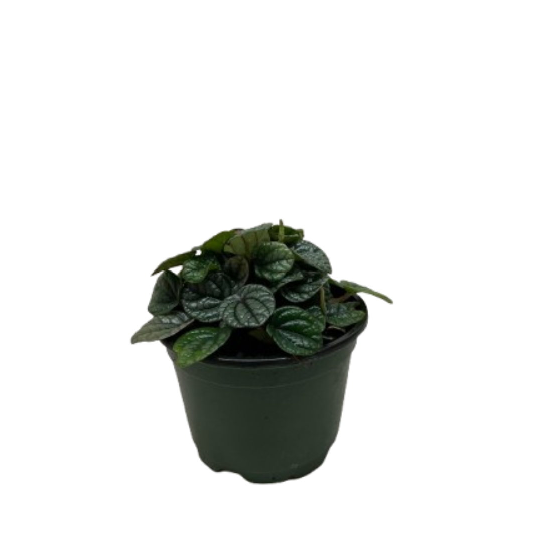 Peperomia Greyhound