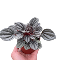 Peperomia 'Mendoza'