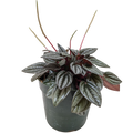 Peperomia 'San Marino'