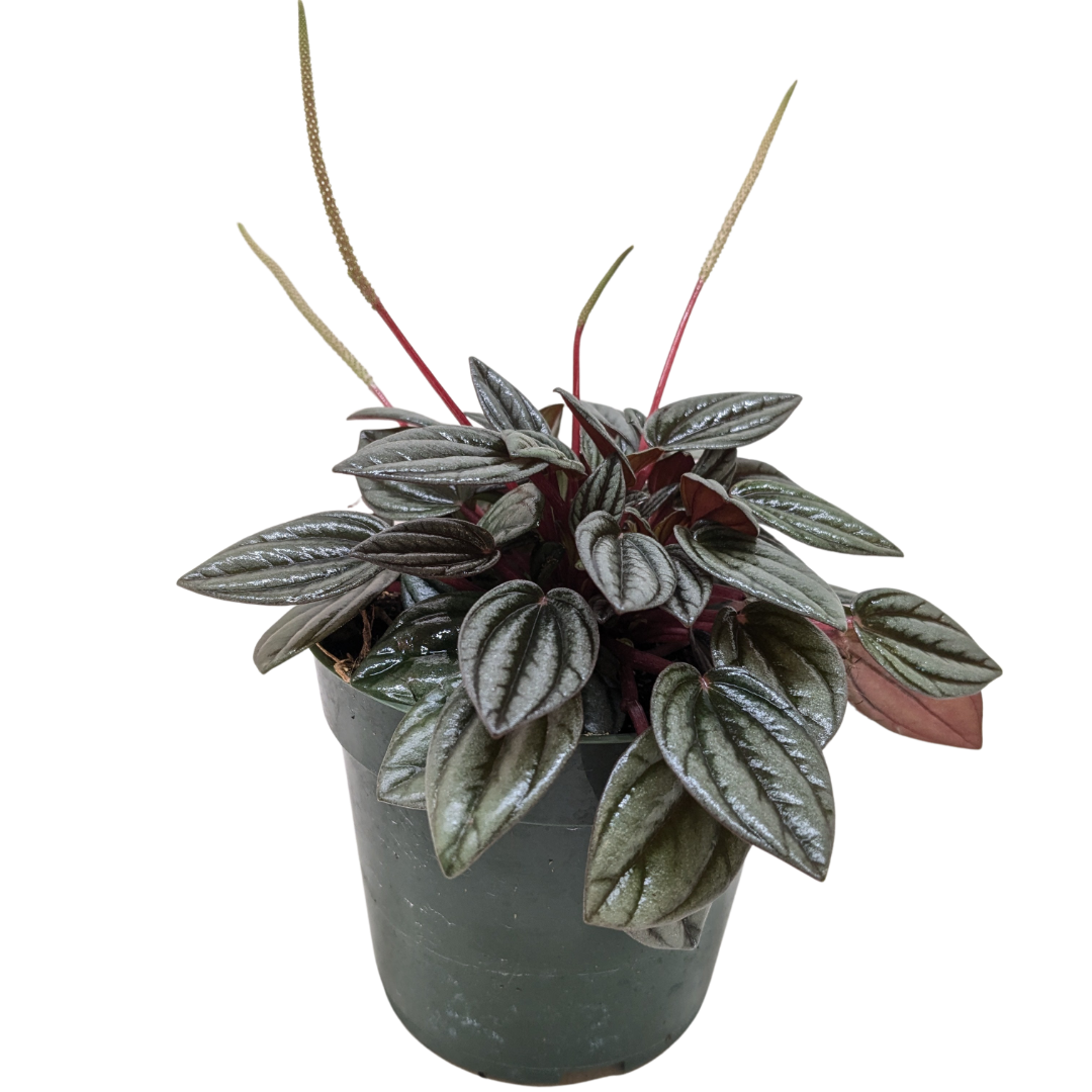 Peperomia 'San Marino'