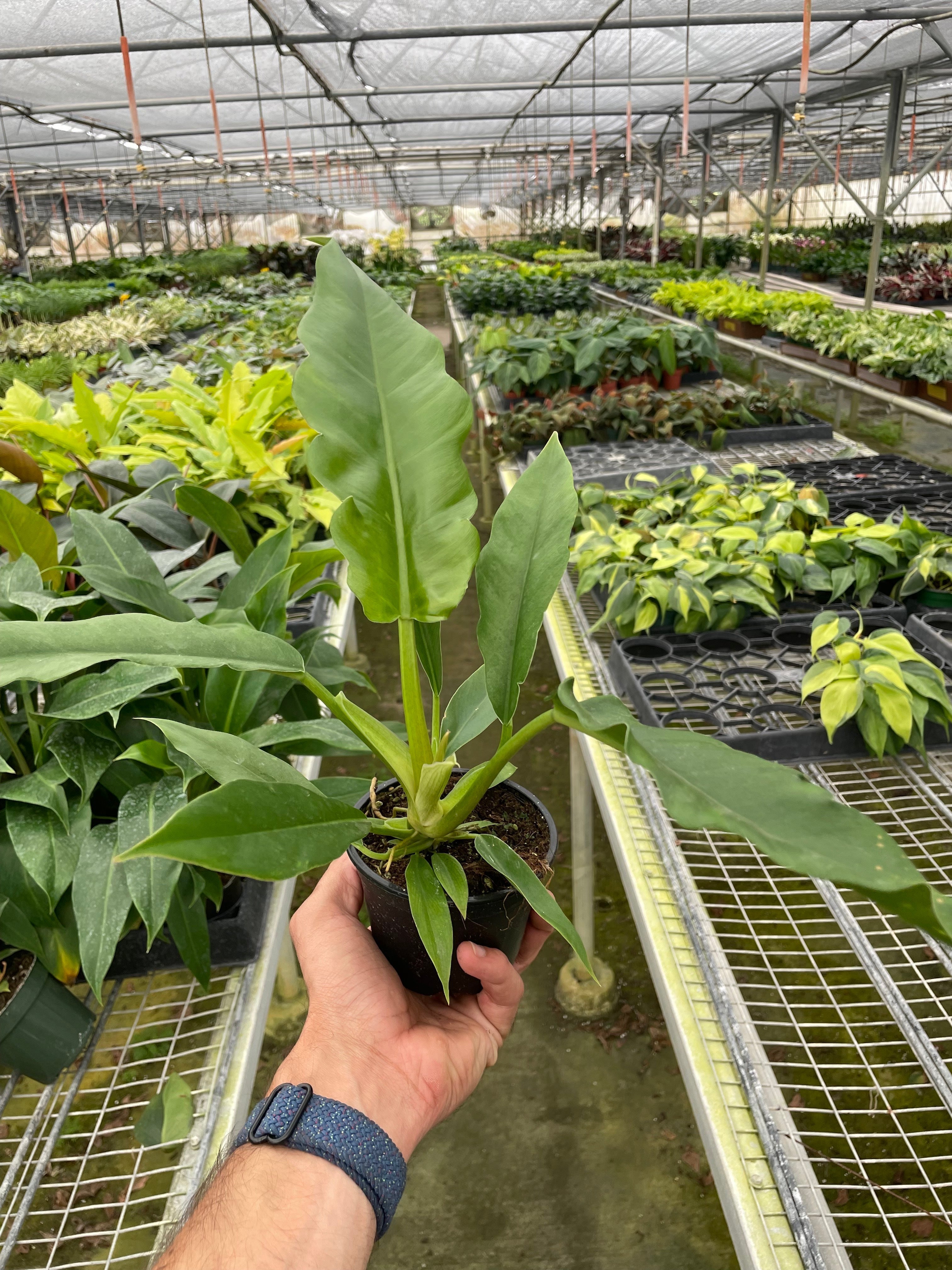 Blackwater Lotus Co. Philodendron Jungle Boogie - Thumbnail 4