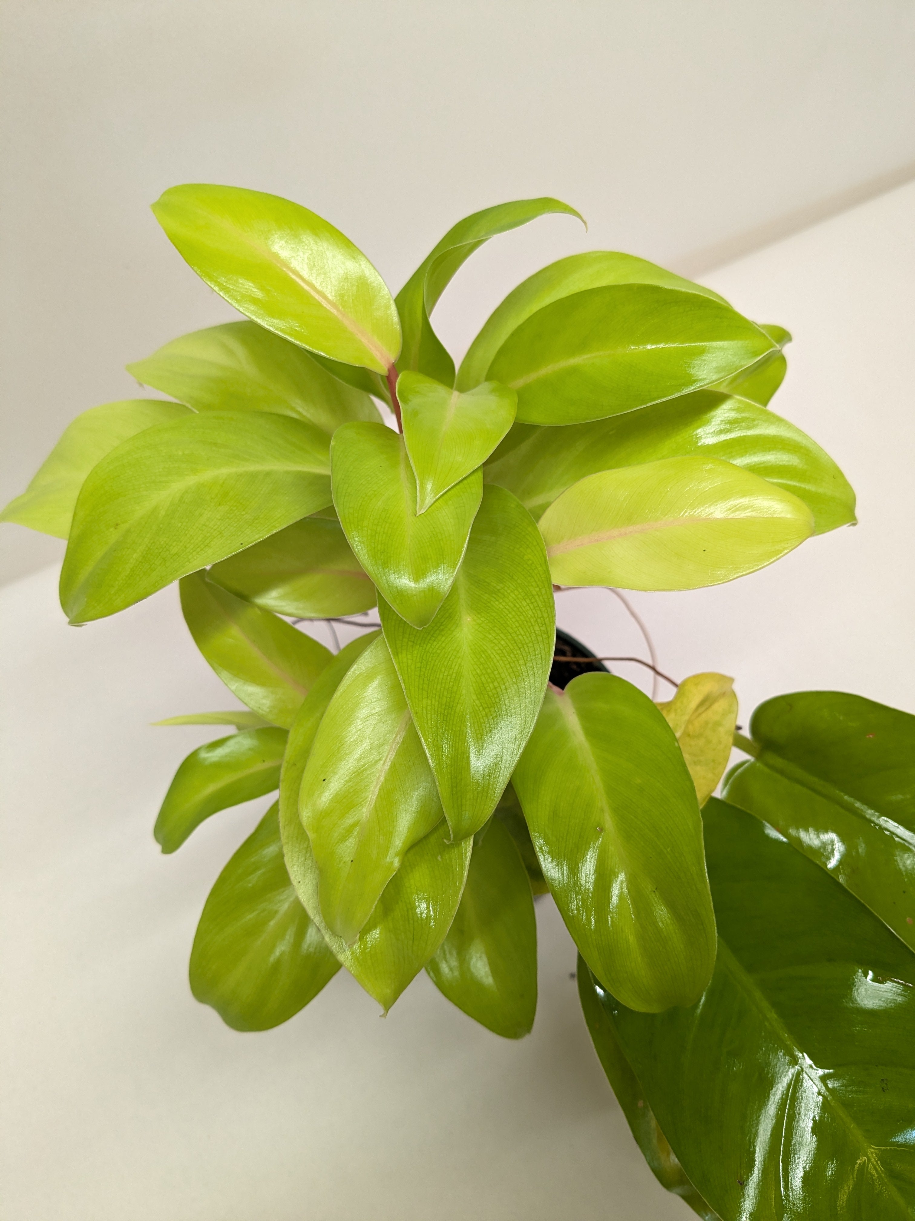 Philodendron 'Lemon Lime'